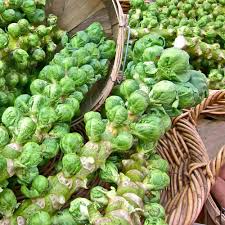 Brussel Sprouts Seeds 1g Heirloom Catskill Brassica oleracea Large Flavorful Sprouts for Cool-Season Gardening