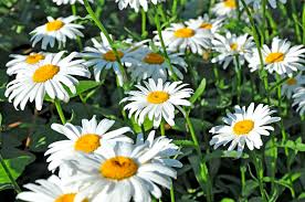 Shasta Daisy Seeds | Non-GMO Perennial with White Flowers & Yellow Centers | Butterfly & Pollinator Friendly | Chrysanthemum maximum