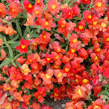 Candy Showers Orange Snapdragon Seeds - Cascading Antirrhinum majus for Gardens & Hanging Baskets, 1000+ Seeds