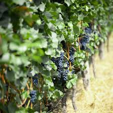 Ladyfingers Black Grape Cuttings | 3 Unrooted Vine Scions | Organic Waxed Ends | Easy to Root Grape Vine | Vitis vinifera
