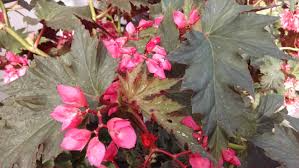 Lana Angel Wing Begonia Starter Plant – Bright Pink Flowers & Silver Foliage – Tropical Indoor & Garden Plant
