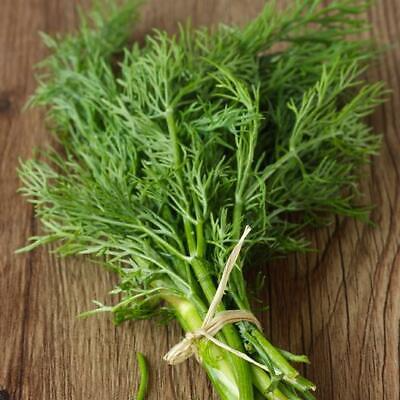 Bouquet Dill Seeds β Non-GMO Heirloom Culinary Herb for Pickling & Cooking β Anethum graveolens, Fast-Growing Annual