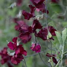 Burnished Bronze Sweet Pea Seeds – Climbing Vine with Copper-Bronze Blooms for Gardens, Borders & Bouquets – Lathyrus odoratus, 50+ Seeds