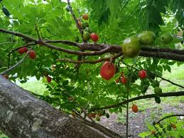 Hog Plum Cuttings 8-10" Unrooted Spondias Purpurea Tropical Fruit Tree Starter Plant