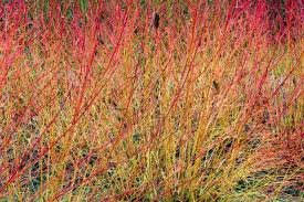 Winter Flame Fire Bush Seeds, Bloodtwig Red Dogwood Cornus Sanguinea, Vibrant Red Stems for Hedges & Winter Landscaping