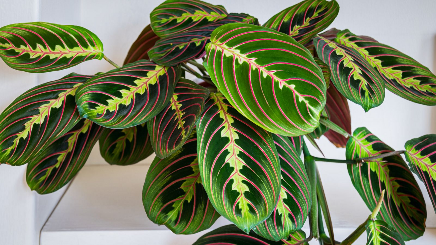 25 Prayer Calathea Seeds - Exotic Tropical Houseplant with Unique Foliage for Indoor & Shaded Gardens - Calathea spp.