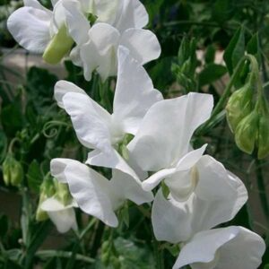 Sweet Pea Seeds 50+ Fragrant Climbing Vines Vintage Blooms for Trellises & Bouquets Lathyrus odoratus