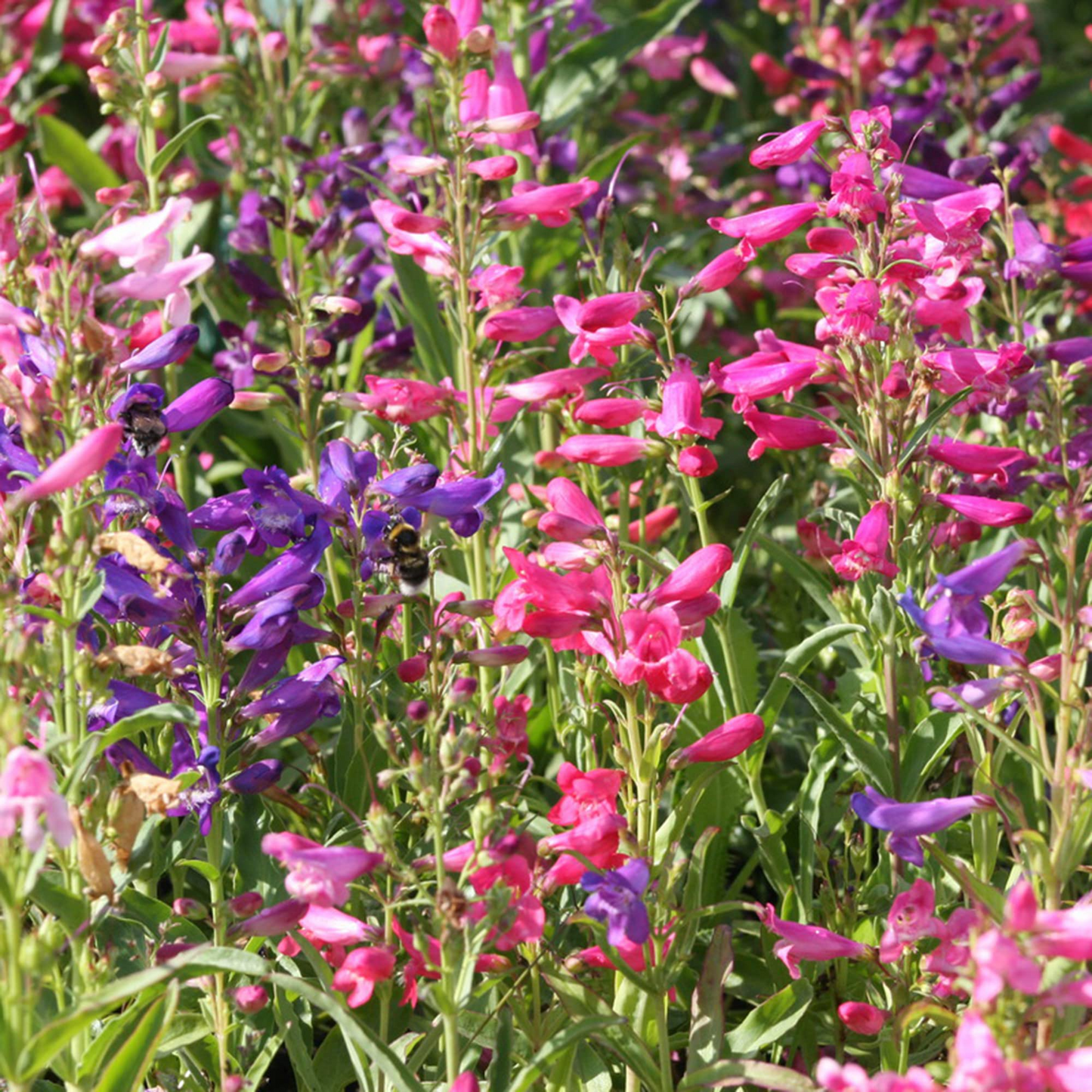 Penstemon Purple Dream Mix Seeds, Perennial Beardtongue, Red & Purple Flowers, Hummingbird & Pollinator Attracting, Non-GMO