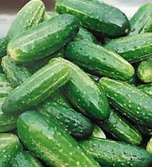Bush Pickle Cucumber Seeds - Compact F1 Hybrid for Gardens & Containers - Cucumis sativus