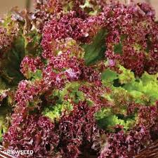 Lollo Rosso Lettuce Seeds, Heirloom Non-GMO, Frilly Red-Leaf Variety, Loose-Leaf, Salad Greens, Lactuca sativa