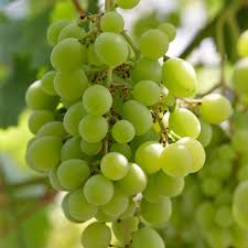Grape Vine Rooted Cutting 18" Sweet Seedless Green Vitis vinifera for Home Vineyard & Garden
