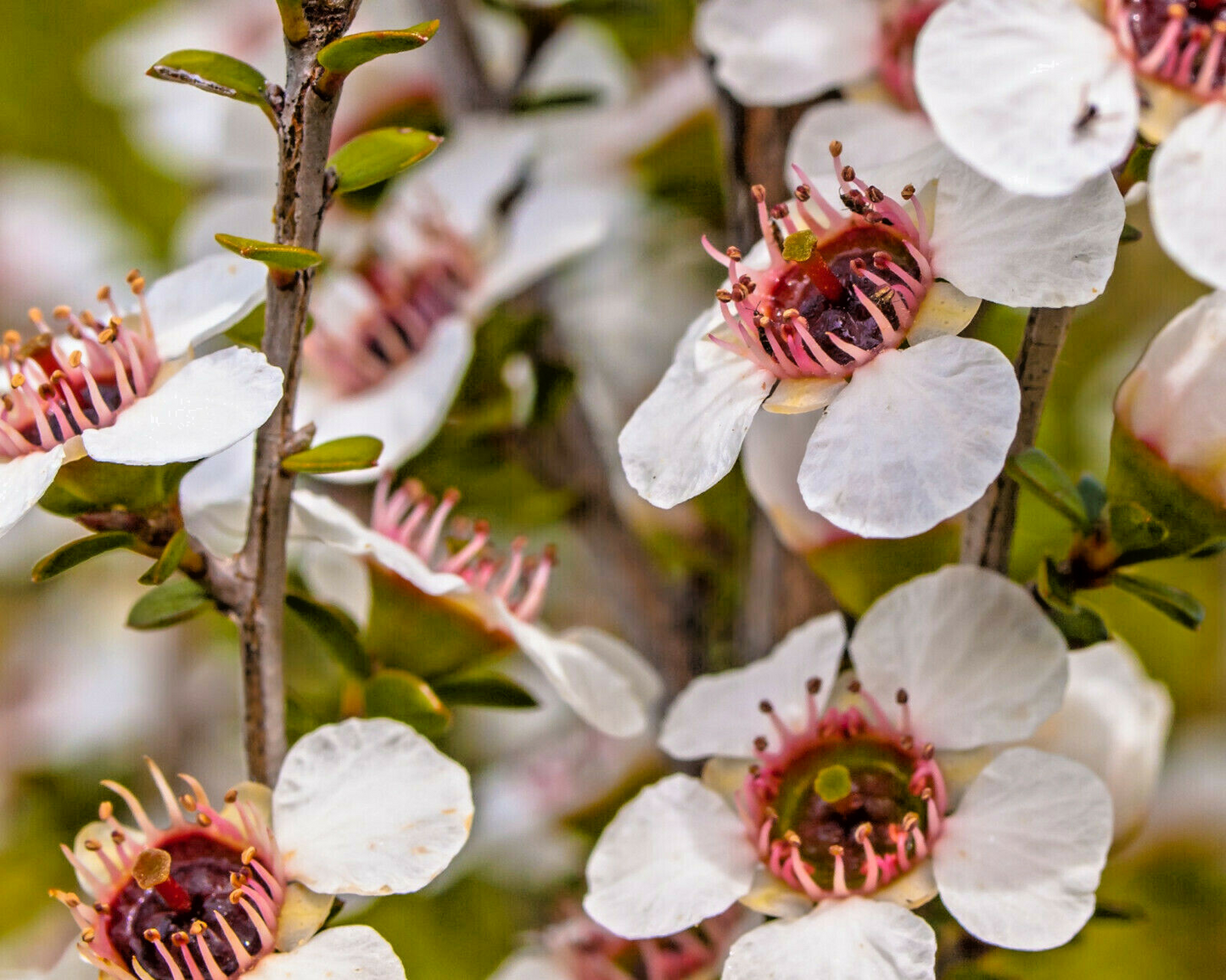 100 Manuka Tea Tree Seeds Leptospermum scoparium Honey Bush for Growing Manuka Honey, Aromatic & Hardy