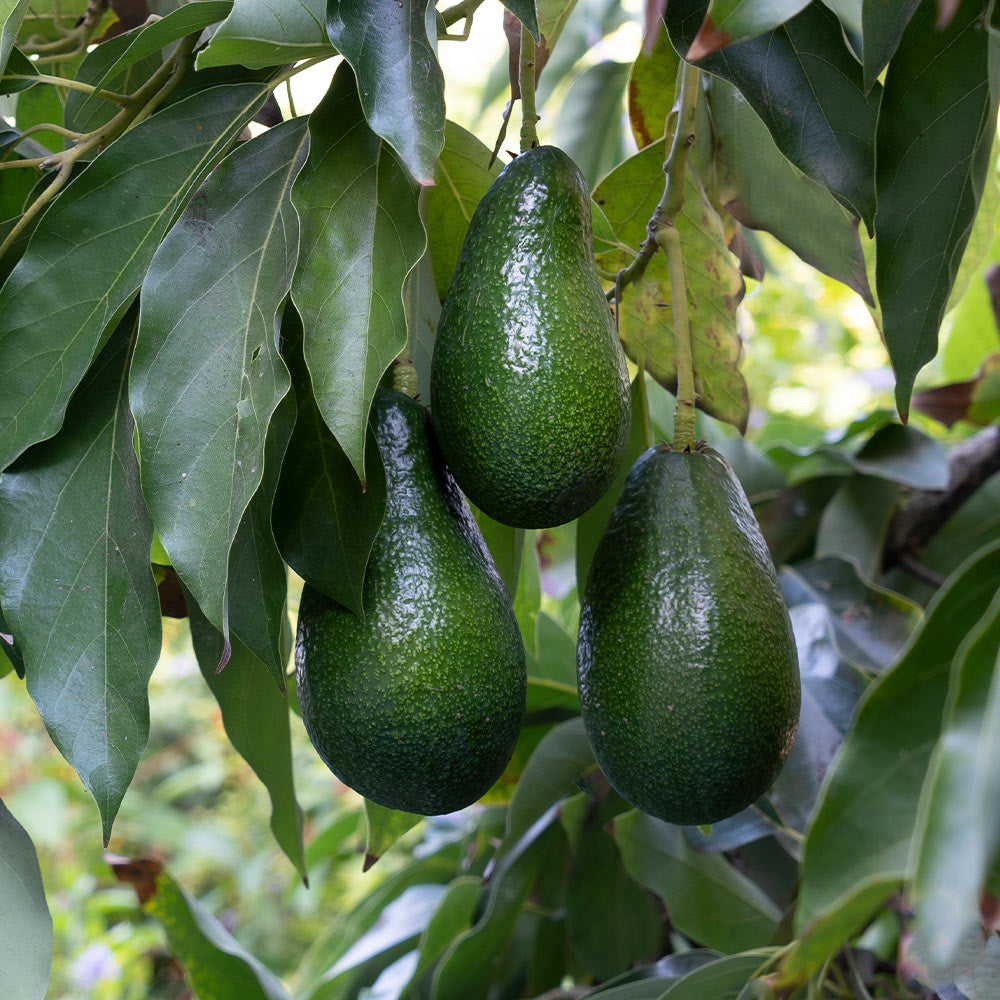 Unrooted Avocado Cuttings for Grafting – 3 Persea americana Propagation Material 4-7 Inches