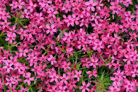 Scarlet Flame Creeping Phlox Seeds – Perennial Groundcover with Scarlet Blooms for Borders, Slopes & Rock Gardens – Phlox subulata