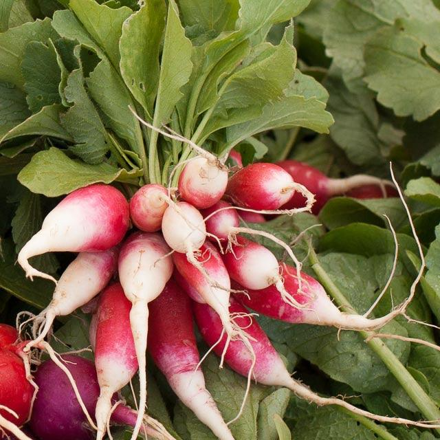 French Breakfast Radish Seeds 200 | Heirloom Raphanus sativus for Salads & Snacking