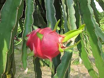 5pcs 10" Unrooted White Pitaya Dragonfruit Cuttings Hylocereus for Growing Edible Fruit Cactus Garden Planting