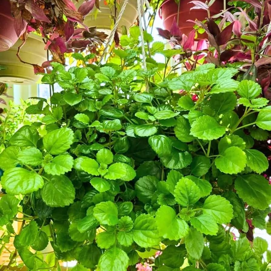 Organic Swedish Ivy Unrooted Cuttings 4" Plectranthus verticillatus for Propagation Indoor Houseplant