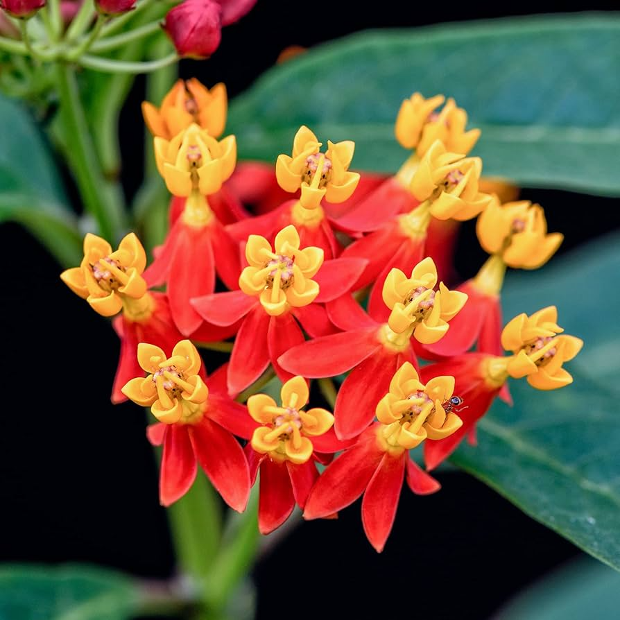100 Seeds Tropical Bloodflower Milkweed Asclepias curassavica - Monarch Butterfly Host, Pollinator Attractant, Non-GMO, Vibrant Flowers