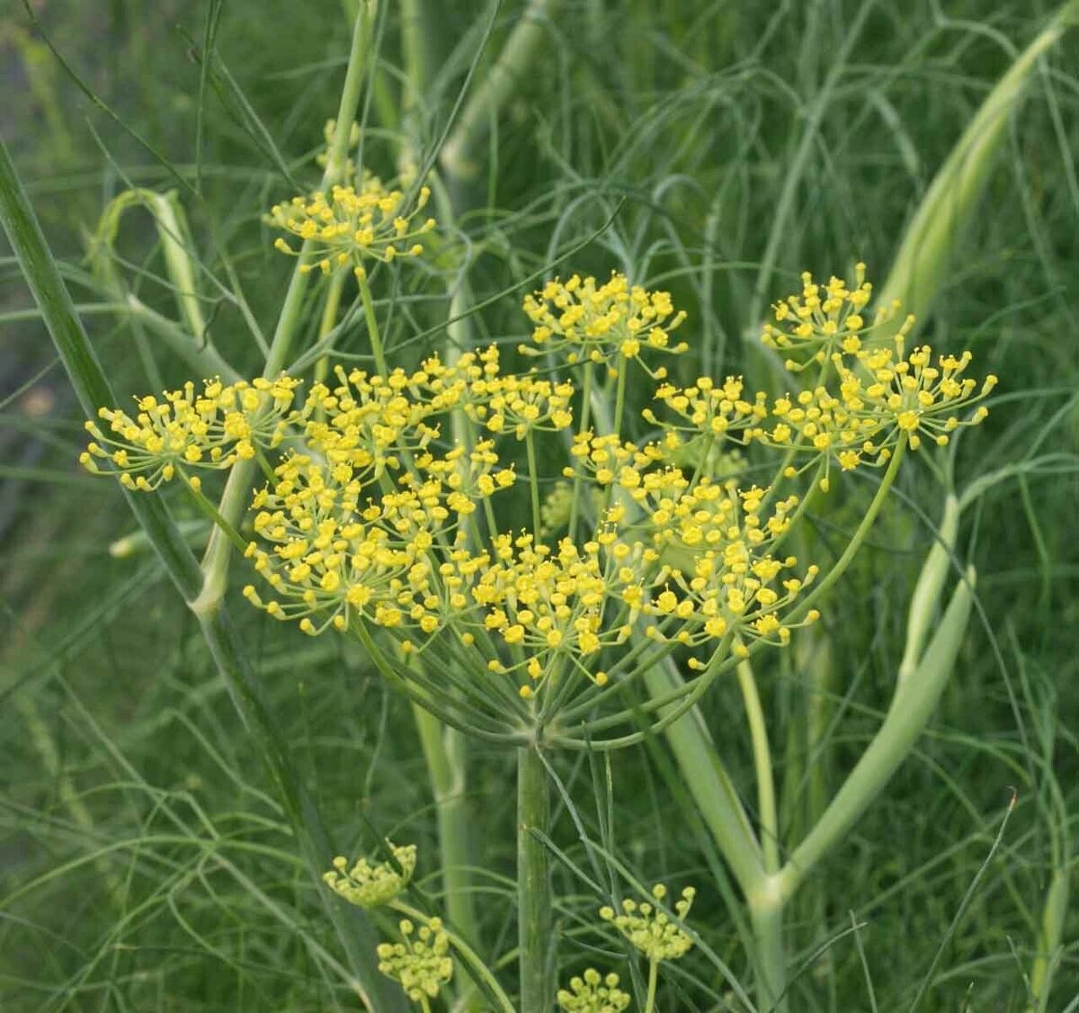 Fennel Seeds Herb Perennial Non-GMO Aromatic Butterfly Host Plant Foeniculum vulgare for Gardens