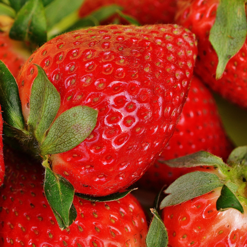 12 Bare Root Everbearing Strawberry Plants San Andreas USDA Zones 4-9, High-Yield, Disease-Resistant Fragaria x ananassa