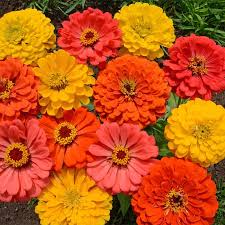 200 Seeds Zinnia FRUITY BEAUTY Mix Non-GMO Annual Flowers for Pollinators, Vibrant Garden Blooms, Easy to Grow