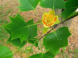 American Tulip Tree Bare Root Plant 2-3 Feet Tall Liriodendron tulipifera Zones 4-9