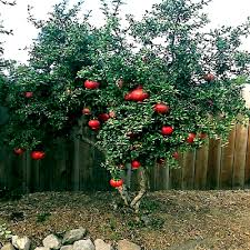 Dwarf Pomegranate Tree Seeds β Punica granatum "Nana" β Compact Indoor/Outdoor Fruit Plant for Bonsai & Small Gardens