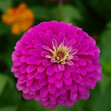 100 Zinnia elegans 'Violet Queen' Seeds β Purple Annual Flowers for Pollinators, Cut Flowers, Garden Bed