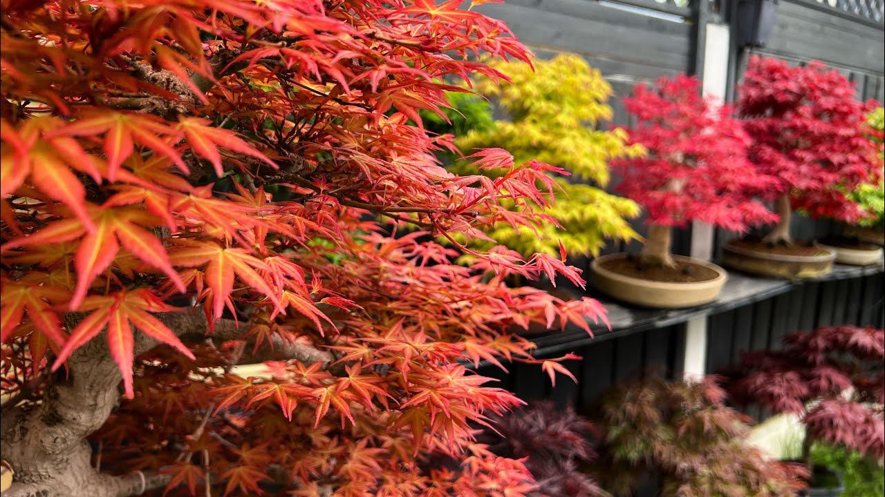 10 Seeds Acer Tegmentosum Tiger Striped Maple Hardy Ornamental Tree for Landscaping & Bonsai