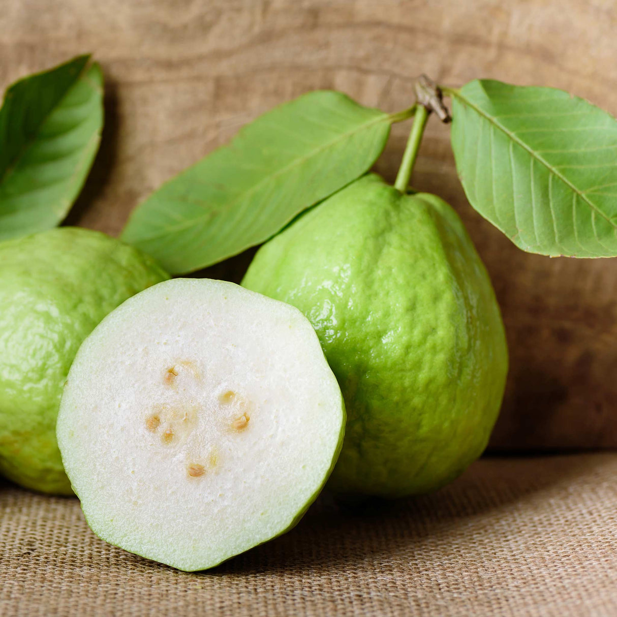 Live White Guava Tree Seedling – Tropical Fruit Tree in Pot – Psidium guajava