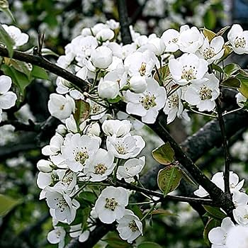 European Pear Tree Seeds, Pyrus communis, Hardy Fruit Tree, White Spring Blossoms, USDA Zones 5-8, Fast-Growing Ornamental