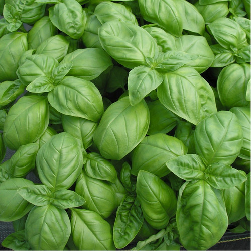 Sweet Basil Seeds β 200 Non-GMO Heirloom Ocimum basilicum for Culinary Use, Pesto & Cooking