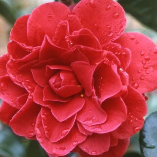 Tom Knudsen Camellia Japonica Starter Plant 8-12 Inches | Evergreen Shrub with Unique Pink, White, Yellow Blooms | USDA Zones 7-10