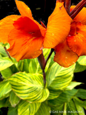Bare Root Canna Lily Plants – Pretoria Bengal Tiger, Tropical Foliage & Bright Orange Flowers, Ready to Plant, 3 Pack