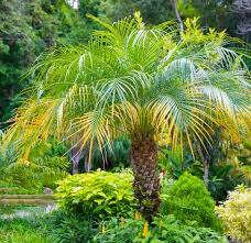 15 Pygmy Date Palm Seeds Indoor Houseplant Dwarf Phoenix Roebelenii Tropical Easy to Grow