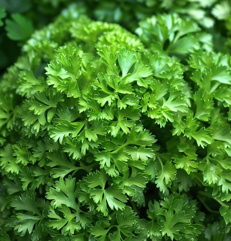 Dark Green Italian Giant Parsley Seeds | Petroselinum crispum Herb | Heirloom Non-GMO Flat-Leaf Herb Seed Pack