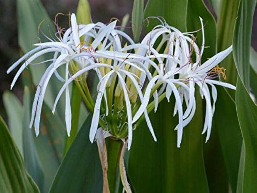 White Spider Crinum Lily Amoenum Starter Plant | Drought-Tolerant Outdoor Lily | Live Rooted Bulb | Zone 9+ Flowering Plant