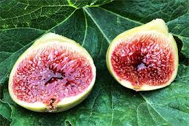 White Adriatic Fig Cuttings 6-8" Ficus carica for Propagation, Home Gardens, Organic, Unrooted