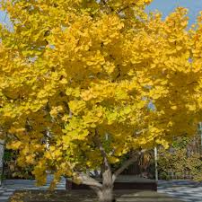 Bare Root Ginkgo Biloba Maidenhair Trees - Set of 3 Live Starter Trees for Garden, Urban Landscaping, Ornamental, Shade