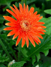 Orange Gerbera Spider Daisy Seeds – 50+ Bright Orange Spiky Blooms for Garden, Cut Flowers, Borders, Containers – Gerbera jamesonii