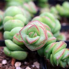 Crassula Jade Necklace Succulent Plant, Rare, Easy Care, Star-Shaped Winter Flowers, Tightly Stacked Red-Edged Leaves, Terrarium & Gift