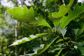Quercus macrocarpa Bur Oak Tree - Live Bare Root Plant 18-24 Inches, Hardy Shade Tree for Zones 3-8