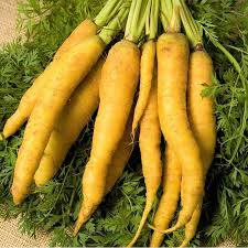 Solar Yellow Carrot Seeds - Heirloom Non-GMO, Bright Yellow Roots, Sweet & Crunchy, Danvers-Type, 6-7 Inch Roots, 65 Days Maturity