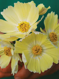 Lemonade Cosmos Seeds – 200+ Soft Yellow Blooms – Annual Flower for Borders, Bouquets & Pollinator Gardens – Cosmos bipinnatus