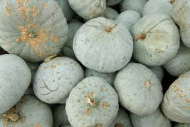 Blue Hubbard Squash Seeds | Heirloom Winter Squash with Orange Flesh | Non-GMO Cucurbita maxima