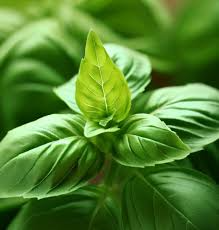 Herb Seeds - Basil Genovese, Ocimum basilicum, Heirloom Non-GMO Italian Herb, Aromatic & Flavorful, 4000 Seeds