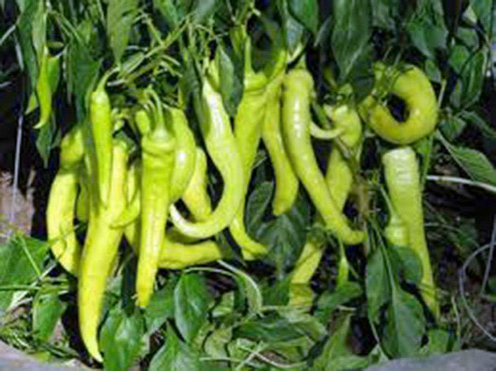Sweet Banana Pepper Seeds - Heirloom, Non-GMO, Pickling, Stuffing, Salad, Capsicum Annuum