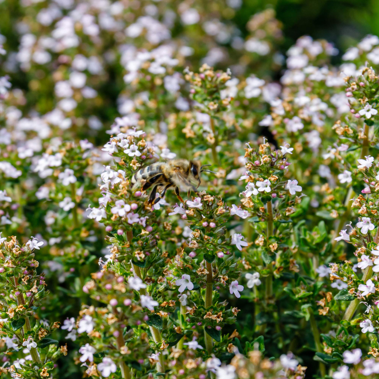 Thyme Seeds 2200 Pack Thymus vulgaris Culinary Herb for Cooking & Pollinator Gardens