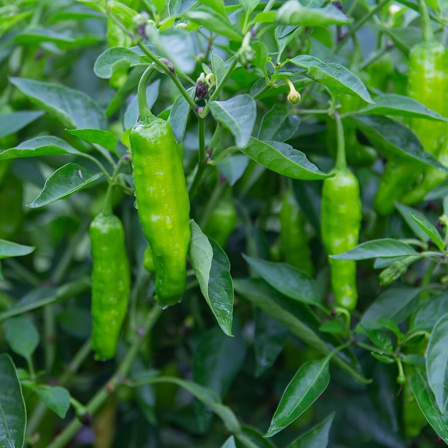 Shishito Pepper Seeds – Heirloom, Non-GMO, Mild & Sweet, Easy to Grow, 20 Seeds, Capsicum annuum