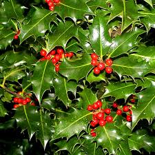 10 Seeds Ilex Aquifolium English Holly Evergreen Shrub for Privacy, Hedges, Wildlife Gardens